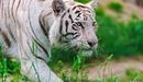 Картинка: Белый полосатый тигр идёт по зелёной траве