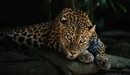Картинка: Леопард отдыхает на камнях.