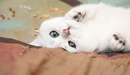 Картинка: Белый кот лежит на спине.