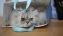 Image: Persian cat rests in a gift bag.