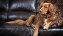 Картинка: Пёсик лежит на кожаном диване.