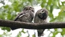 Картинка: Две совы сидят на ветке дерева