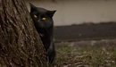 Картинка: Чёрный кот выглядывает из-за дерева.