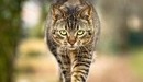 Картинка: Кот идёт по забору
