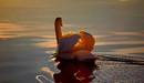 Картинка: Лебедь плывет по воде