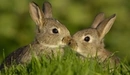 Image: Couple of bunnies