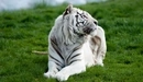 Картинка: Белый тигр лежит на зелёной траве