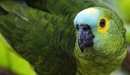 Картинка: Зелёный попугайчик