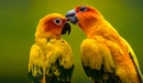 Картинка: Жёлтые попугайчики заботятся друг о друге