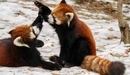 Картинка: Две малые панды играют зимой.
