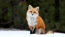 Картинка: Рыжая лисичка сидит на снегу.