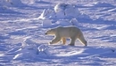 Картинка: Белый медведь в арктической пустыне.