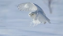 Картинка: Белая сова в полёте