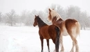 Картинка: Пара лошадей вышли на заснеженную природу.