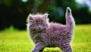 Картинка: Розовый пушистый котик на зелёной траве.