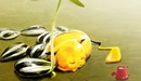 Image: Pikachu wants to grow a sunflower.