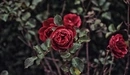 Картинка: Куст красных роз в каплях воды.