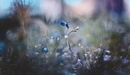 Картинка: Синие цветки