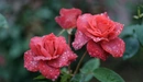 Картинка: Красивые красные розы в каплях росы.