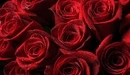 Картинка: Красные розы покрытые каплями воды.