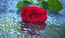 Картинка: Красная роза лежит на дождевой воде.