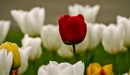 Картинка: Красный тюльпан на фоне белых и жёлтых тюльпанов.