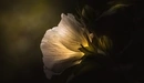 Картинка: Белый цветок подсвечивается изнутри