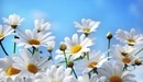 Image: White daisies reaching for the sun