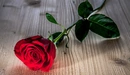 Картинка: Красная роза лежит на столе