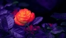 Картинка: Цветок роза