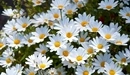 Image: A lot of white daisies.