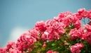 Картинка: Кустарник роз на фоне неба