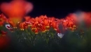 Картинка: Распустившиеся красные тюльпаны.