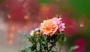 Image: Beautiful roses on blurred background