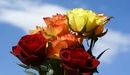 Картинка: Розы разных цветов
