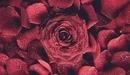Картинка: Красная роза и лепестки в каплях воды.