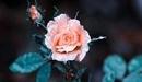 Картинка: Розовая роза в каплях воды.