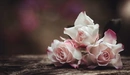 Картинка: Три розовых розочки