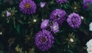 Image: Chrysanthemums in the garden