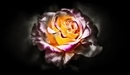 Картинка: Роза на тёмном фоне