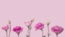 Картинка: Розовые эустомы