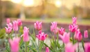 Картинка: Клумба с розовыми тюльпанами
