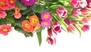 Картинка: Букет цветов с тюльпанами.