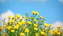 Картинка: Жёлтые полевые цветы на голубом фоне