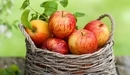 Картинка: Полная корзинка спелых яблок.