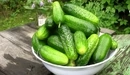 Image: A big bowl of harvest of cucumbers