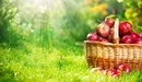 Картинка: Полная корзина яблок на траве.