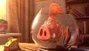 Картинка: Рыба-свинья в аквариуме.