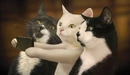 Картинка: Три кота делают селфи.