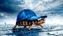 Картинка: Черепаха идёт под дождём накрыв панцирь кепкой